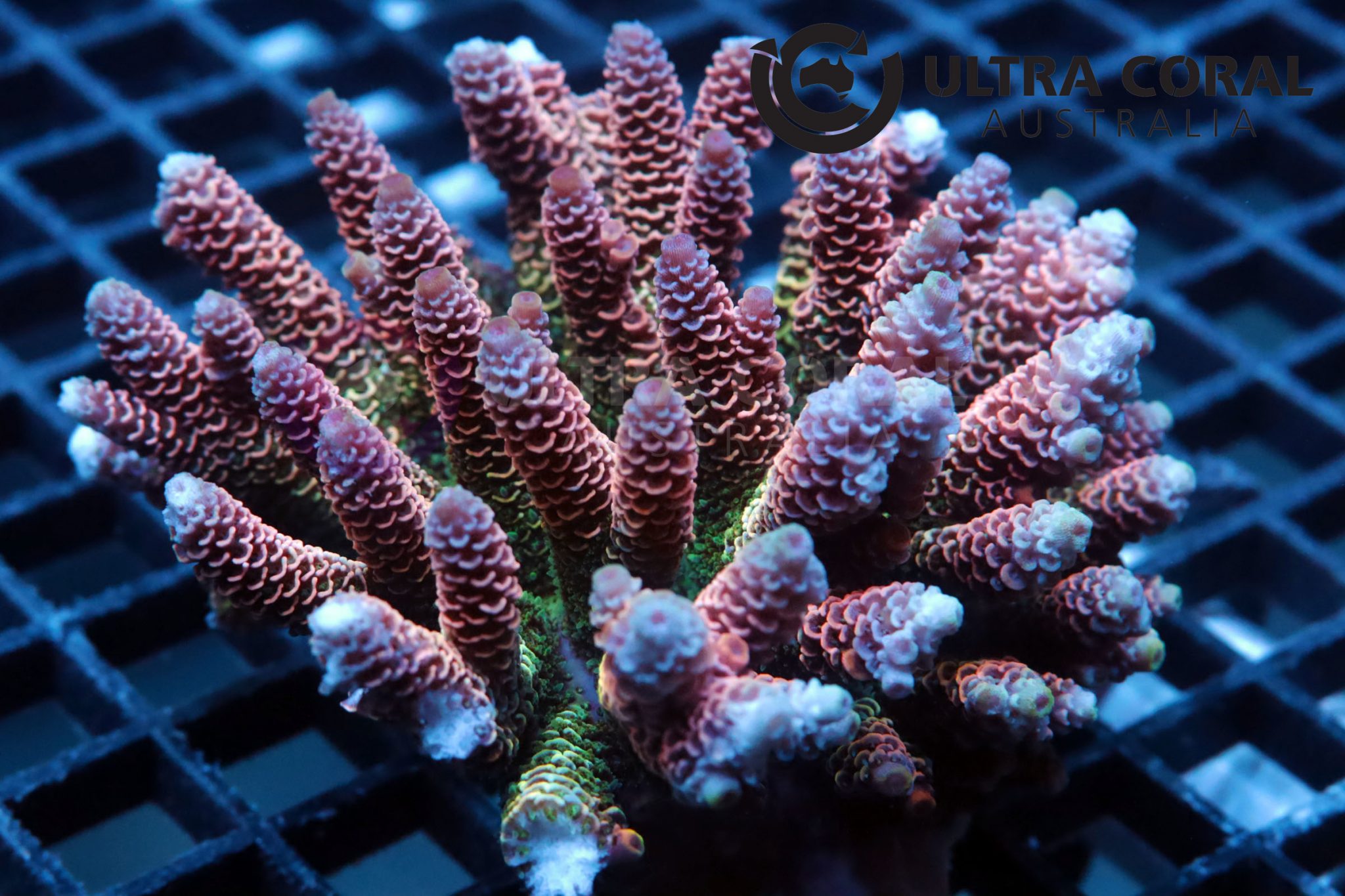 Acropora sp. - Ultra Coral Australia