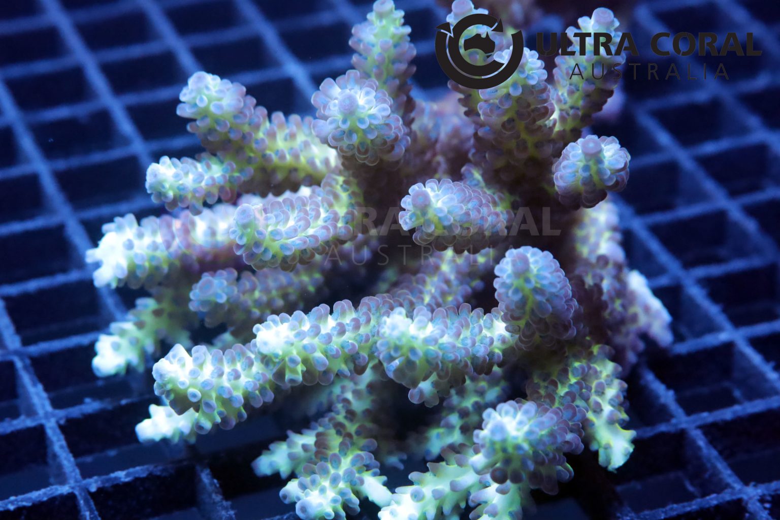 Acropora sp. - Ultra Coral Australia