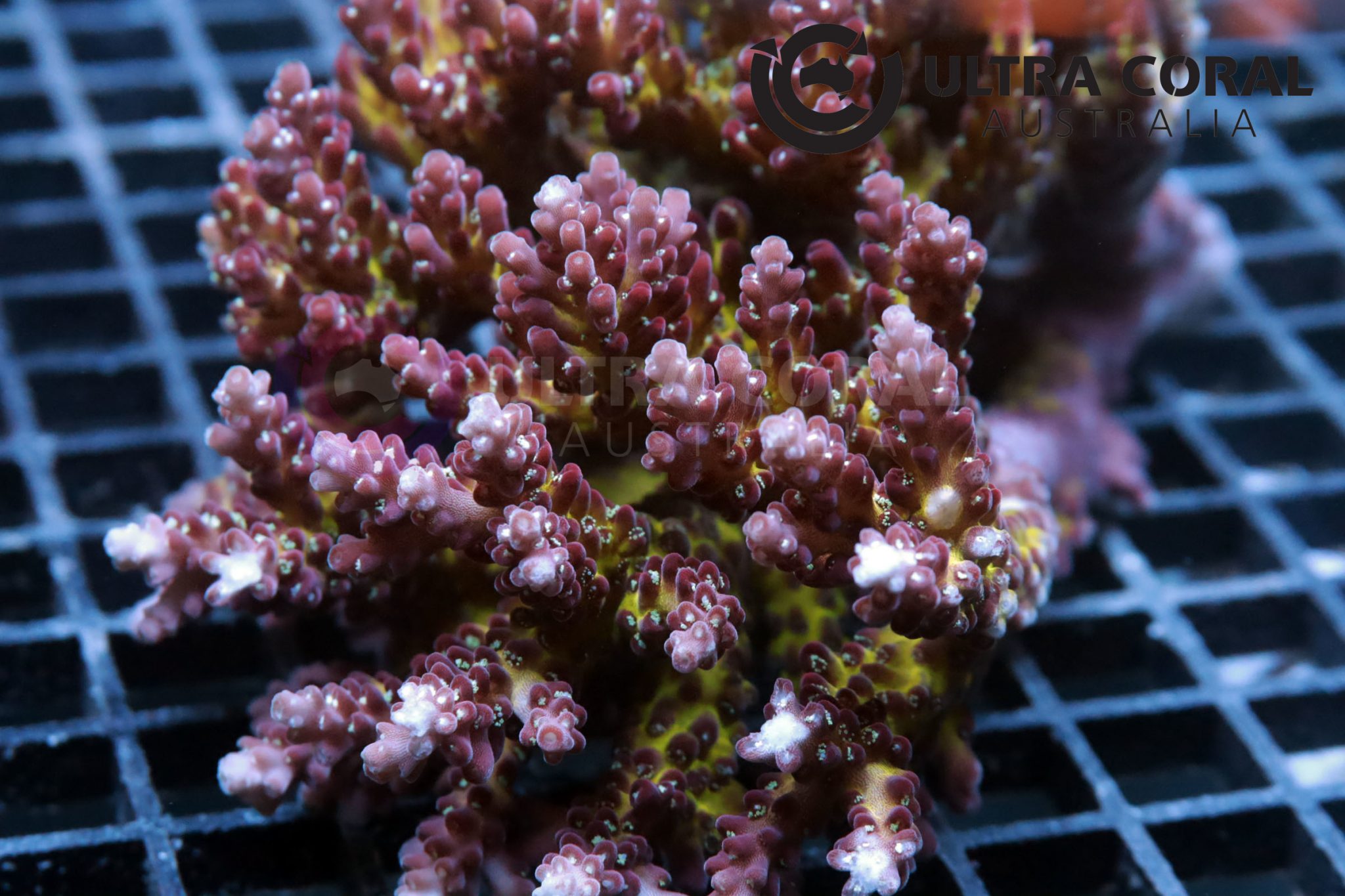 Acropora sp. - Ultra Coral Australia