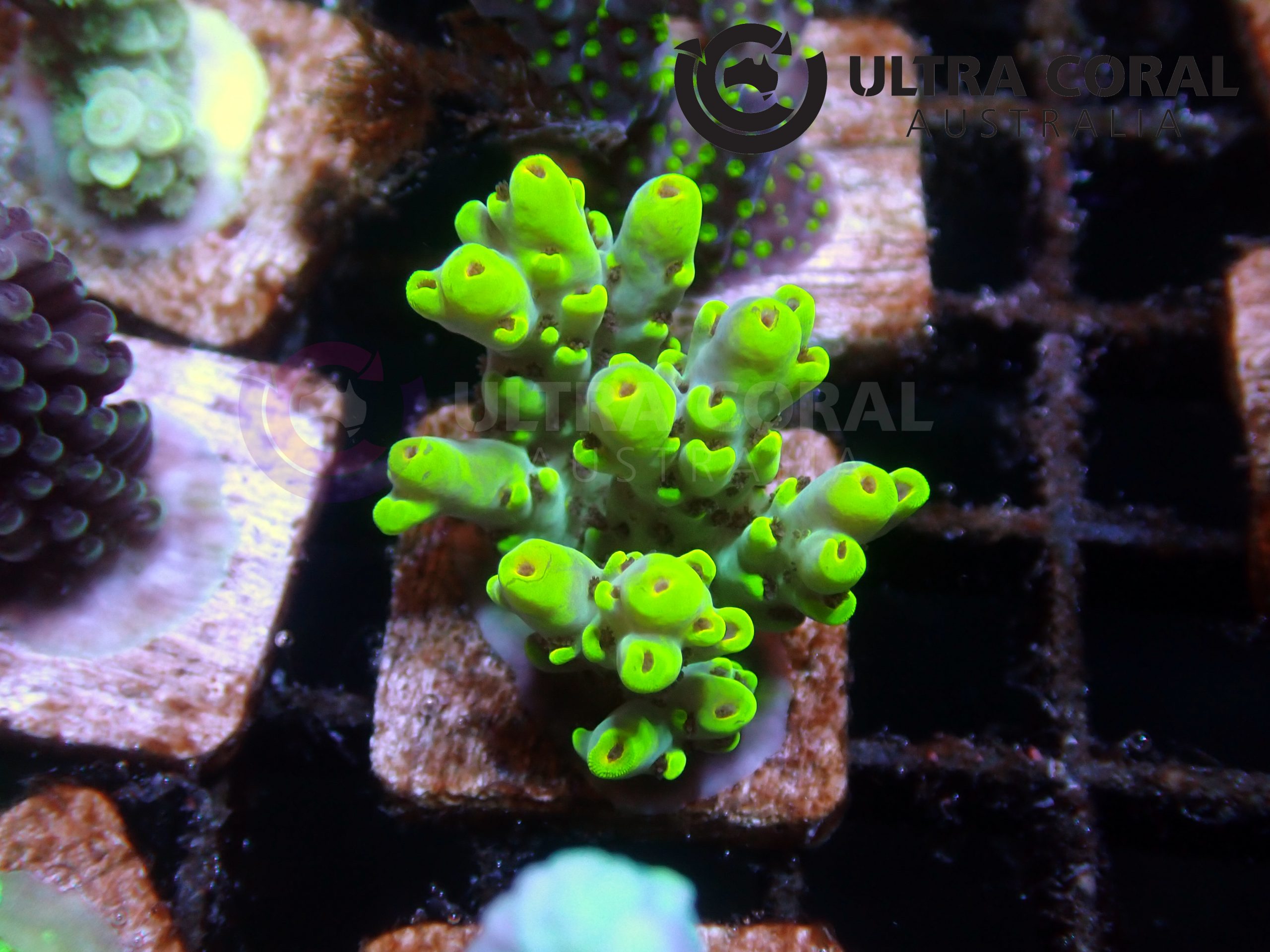 Acropora sp. - Ultra Coral Australia