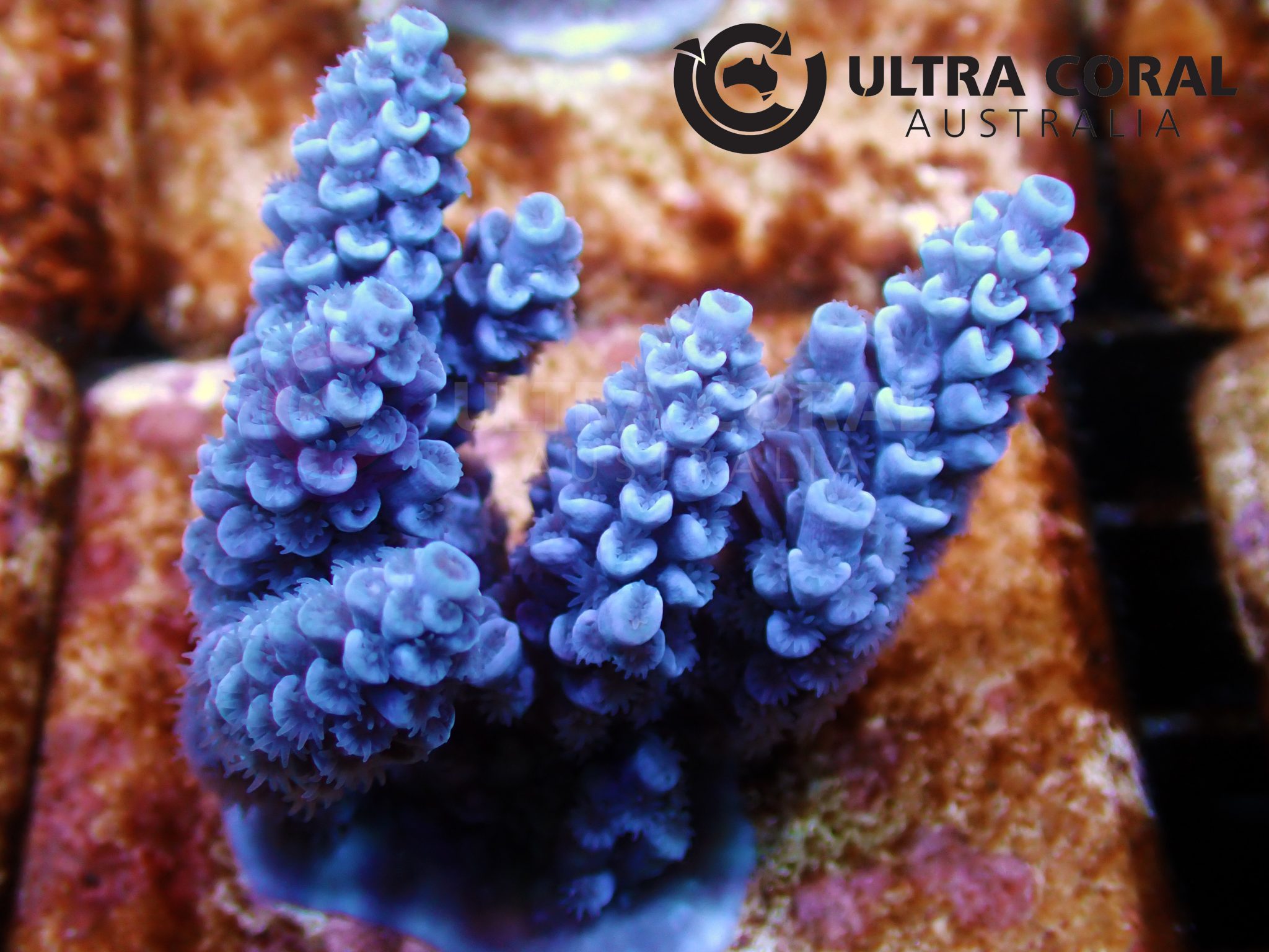 Acropora sp. - Ultra Coral Australia