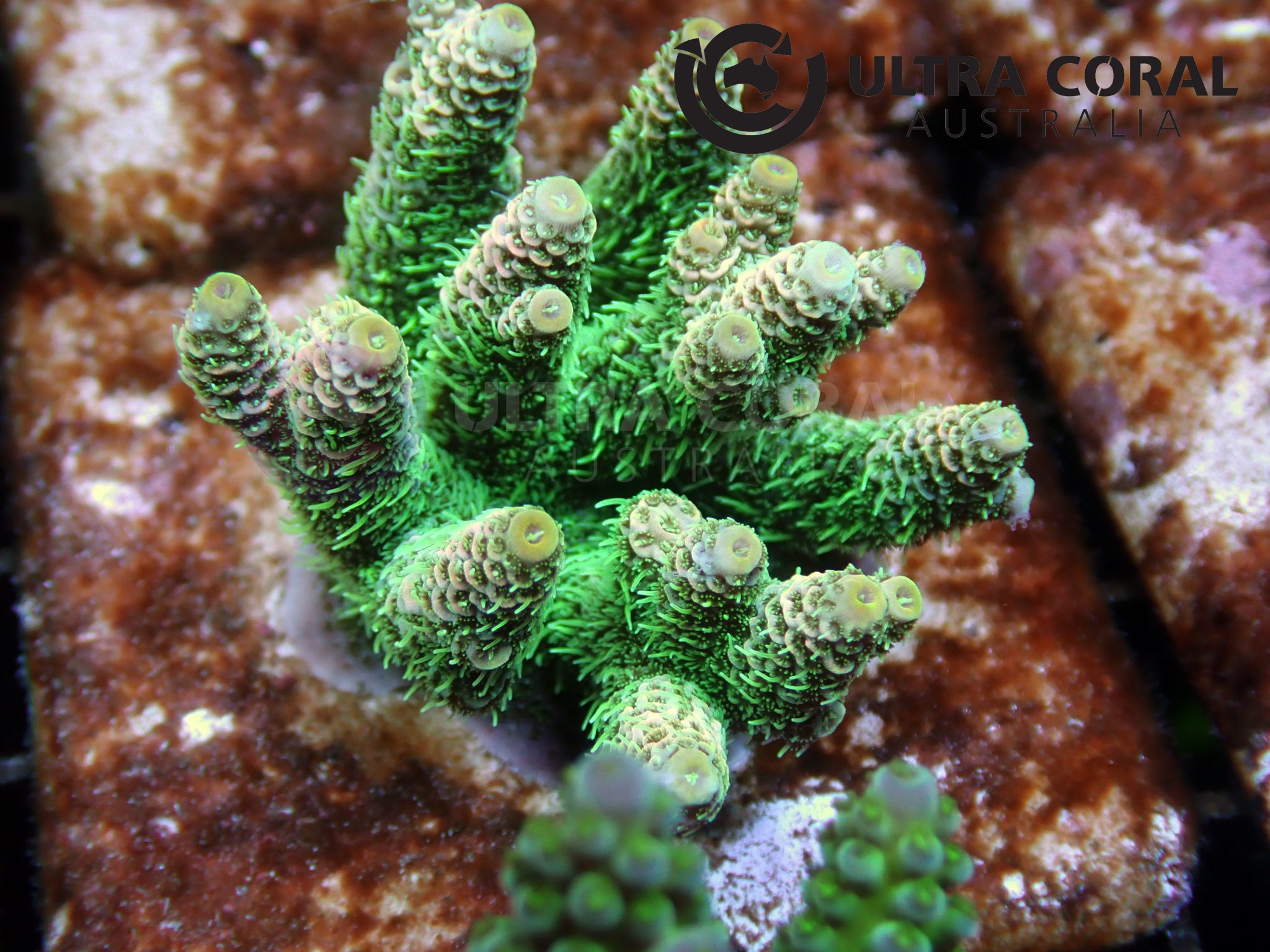 Acropora sp. - Ultra Coral Australia