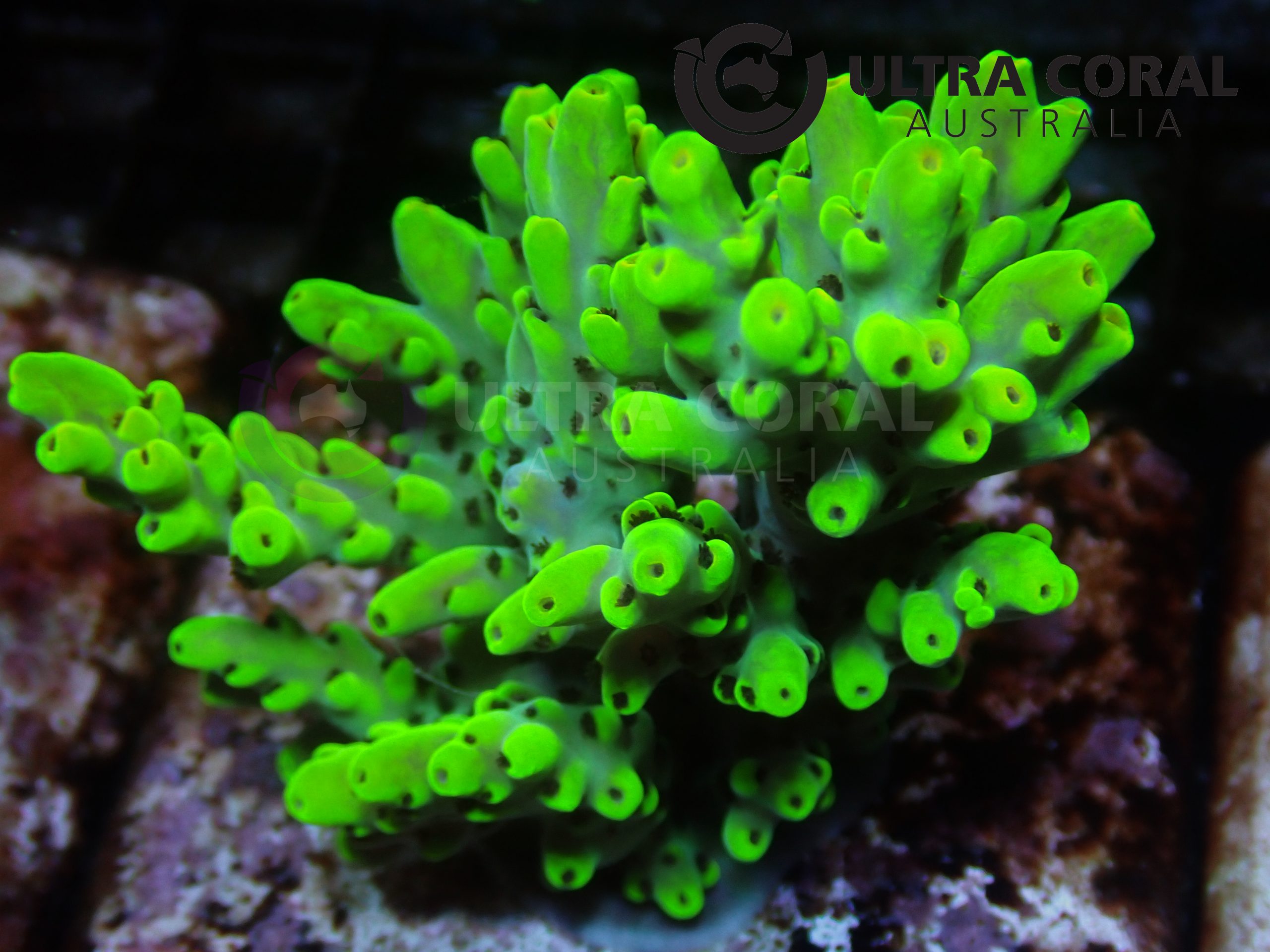 Acropora sp. - Ultra Coral Australia