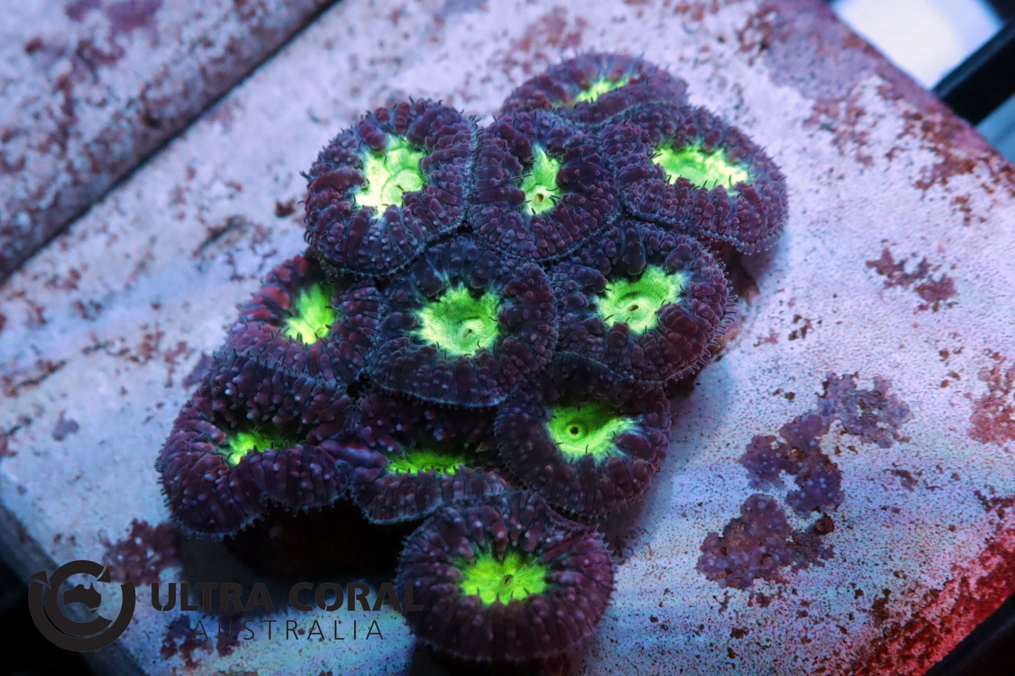 Blastomussa wellsi - Ultra Coral Australia