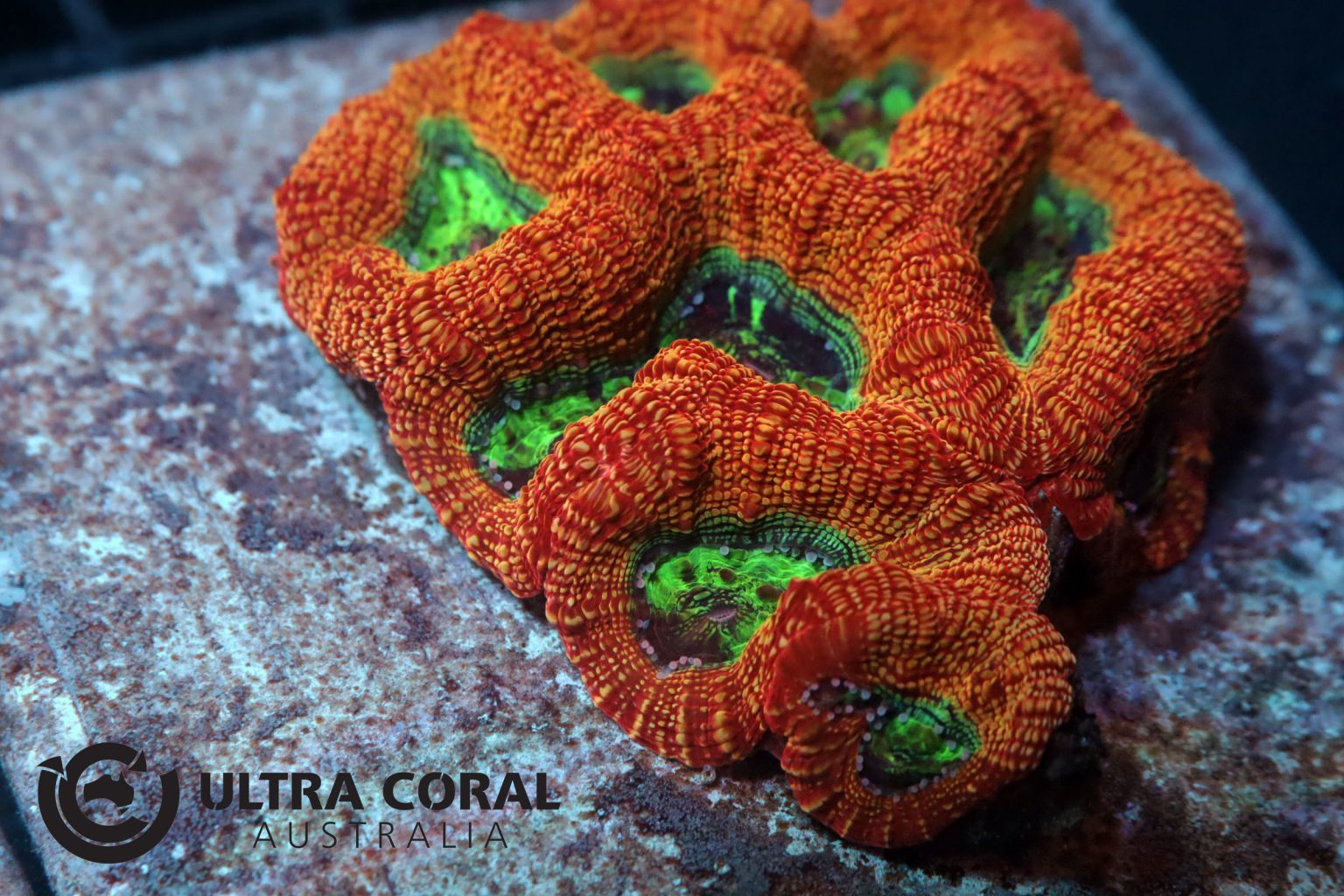 Acanthastrea bowerbanki - Ultra Coral Australia