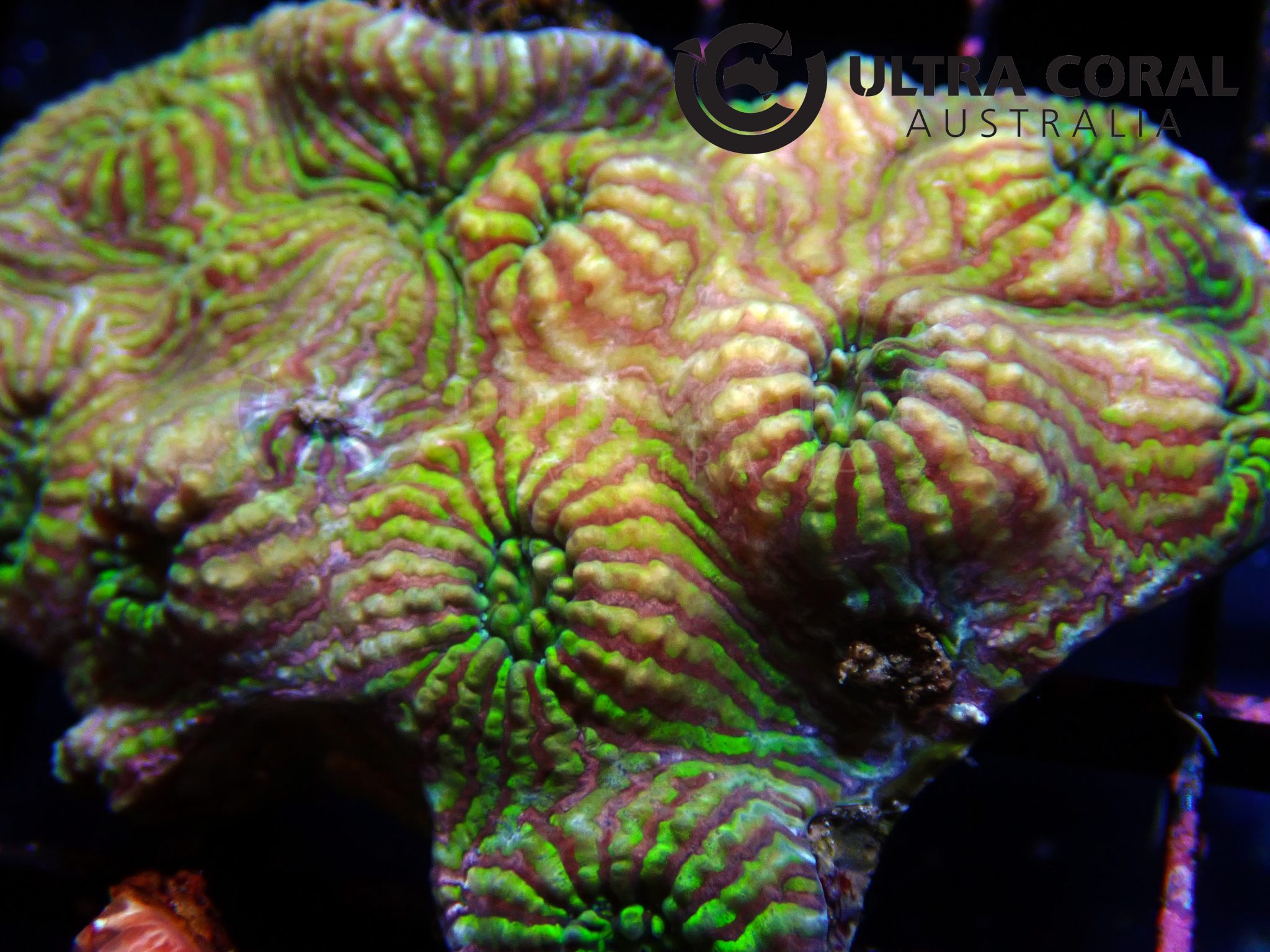 Echinophyllia sp. - Ultra Coral Australia