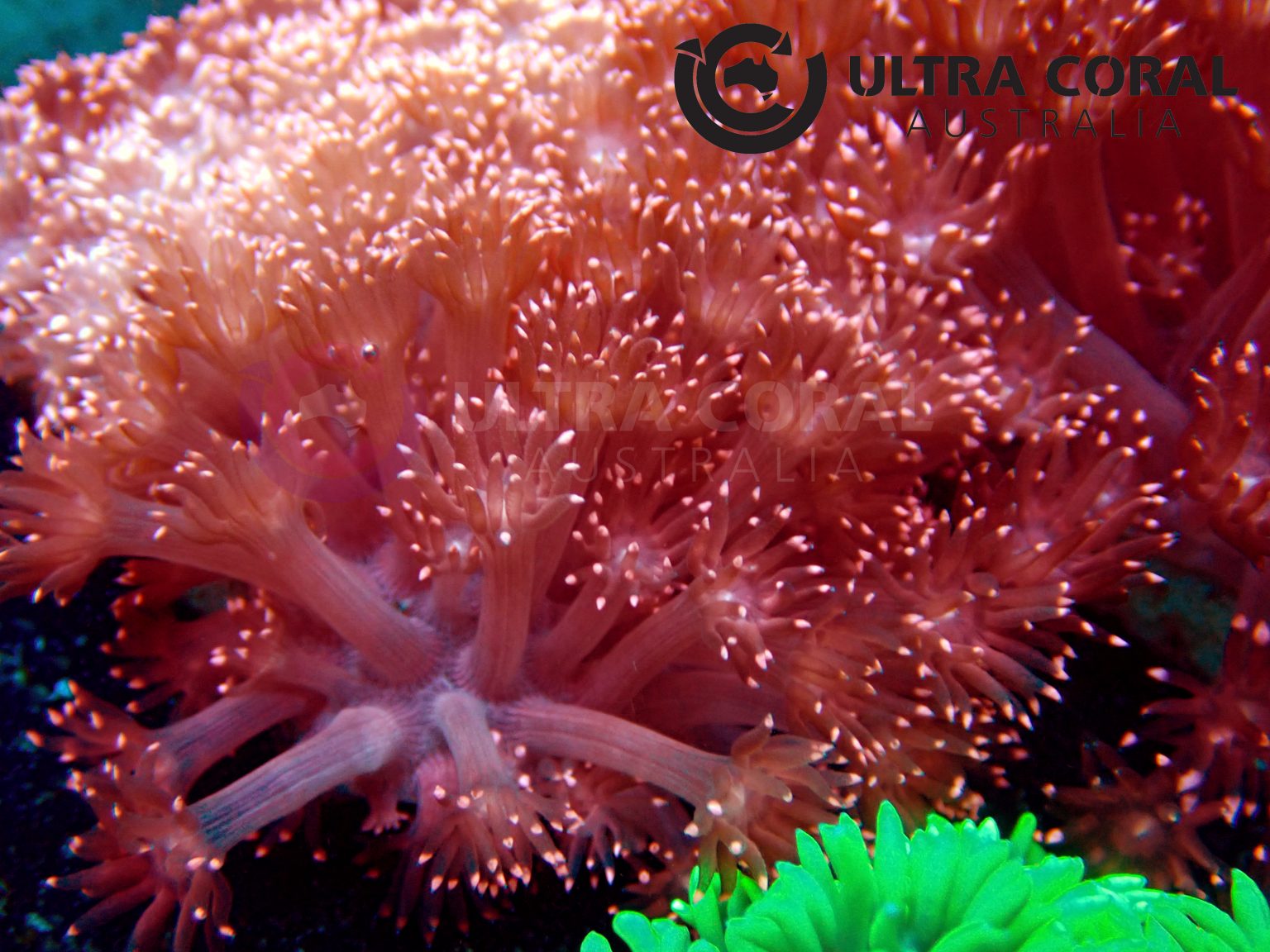 Crystals ultra slowed. Гониопора коралл. Гониопора "зелёная Жемчужина". Гониопора фиолетовая коралл. Гониопора коралл красная.