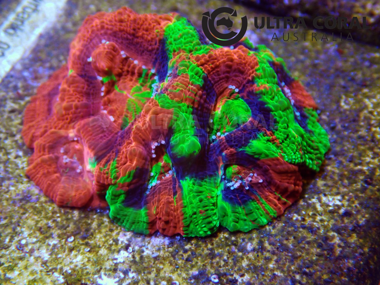 Homophyllia bowerbanki (Acan Bower) - Ultra Coral Australia