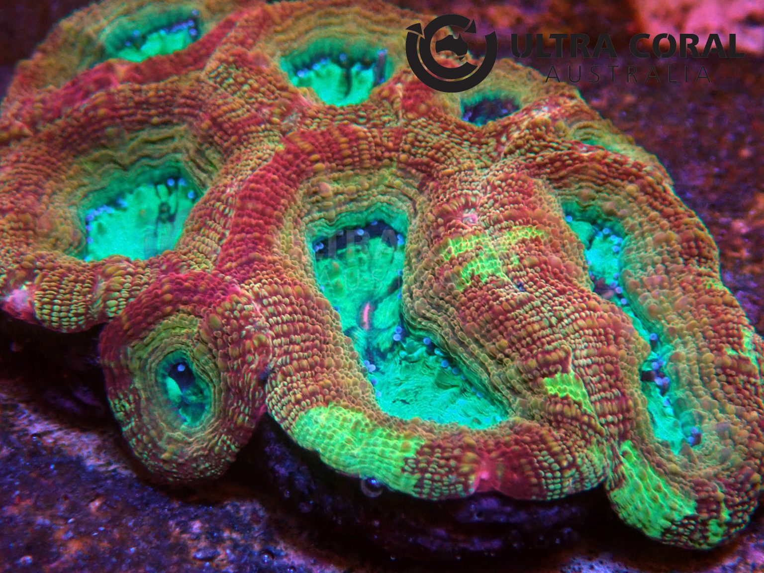 Acanthastrea bowerbanki - Ultra Coral Australia