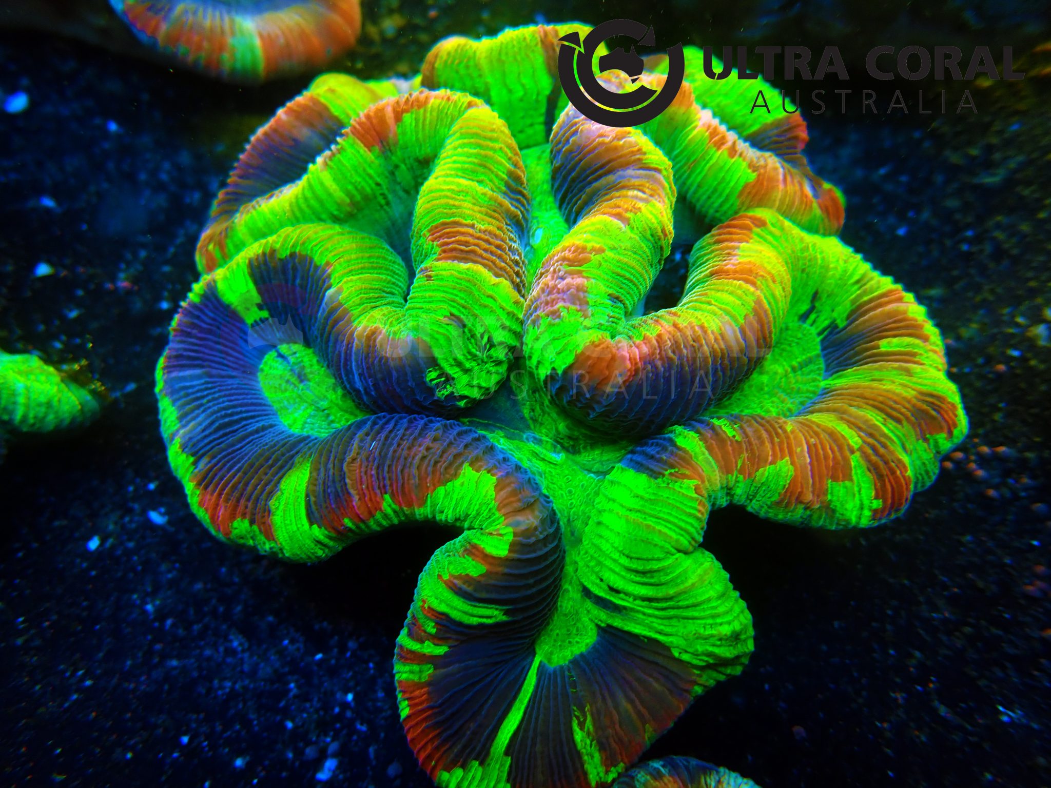 Trachyphyllia geoffroyi - Ultra Coral Australia