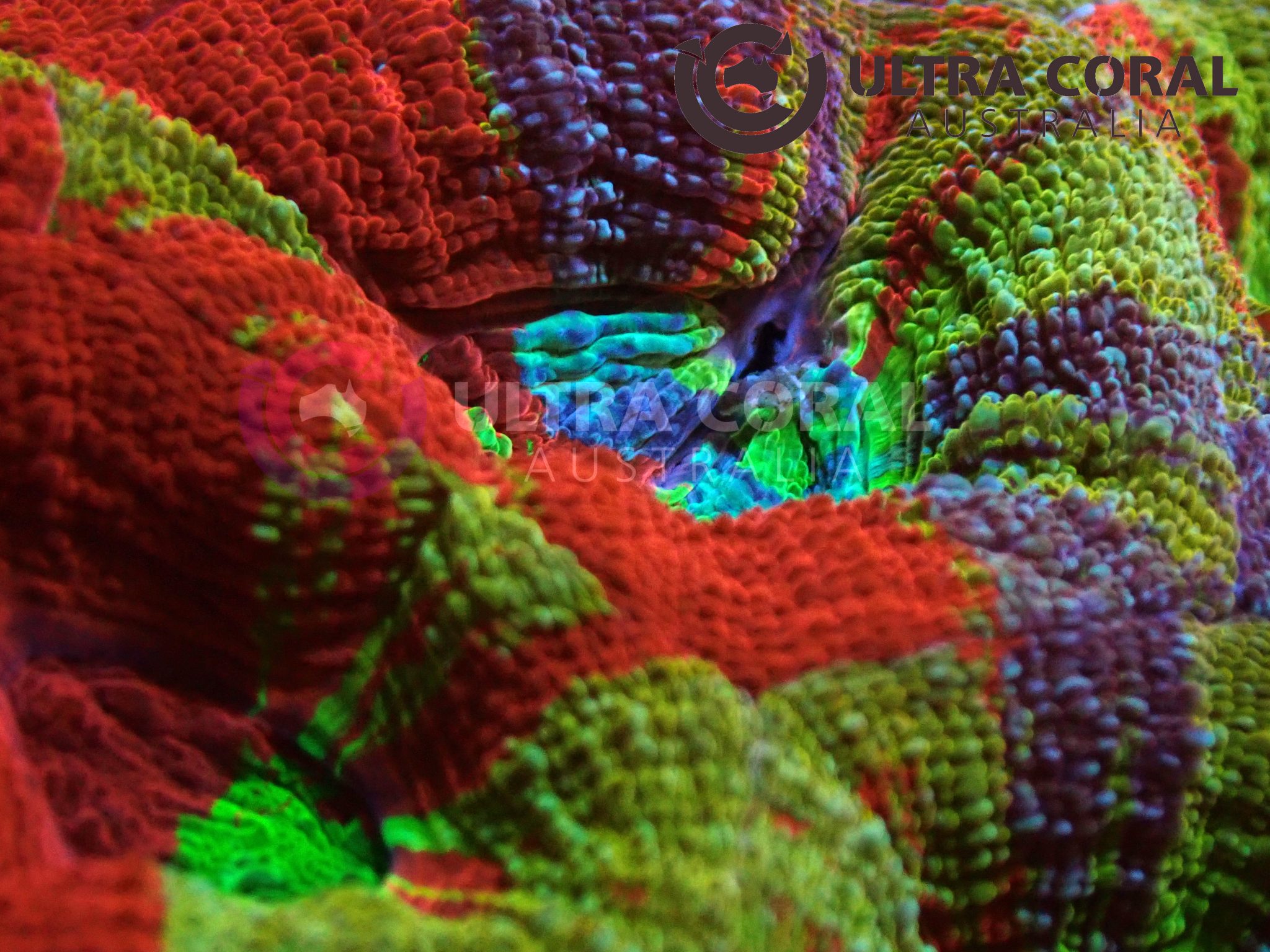 Acanthastrea bowerbanki - Ultra Coral Australia